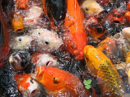 koi 2