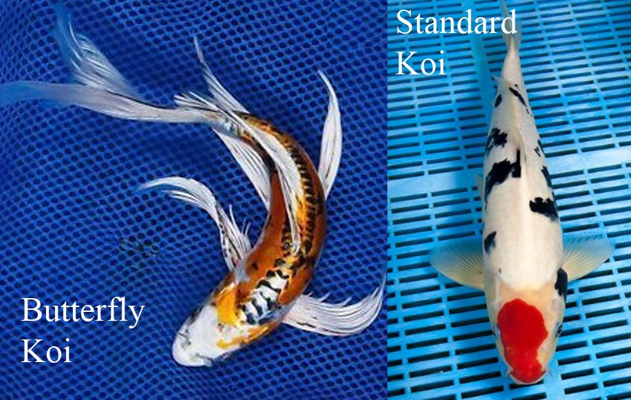 Koi Types