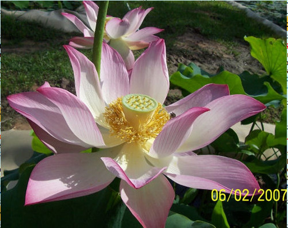 Lavender Lotus